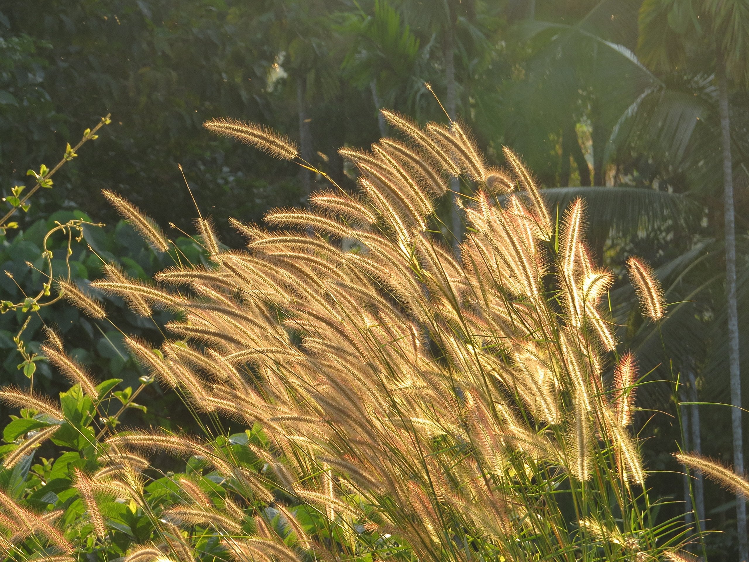 Pennisetum Kikuyu Grass Plant Flower Seeds
