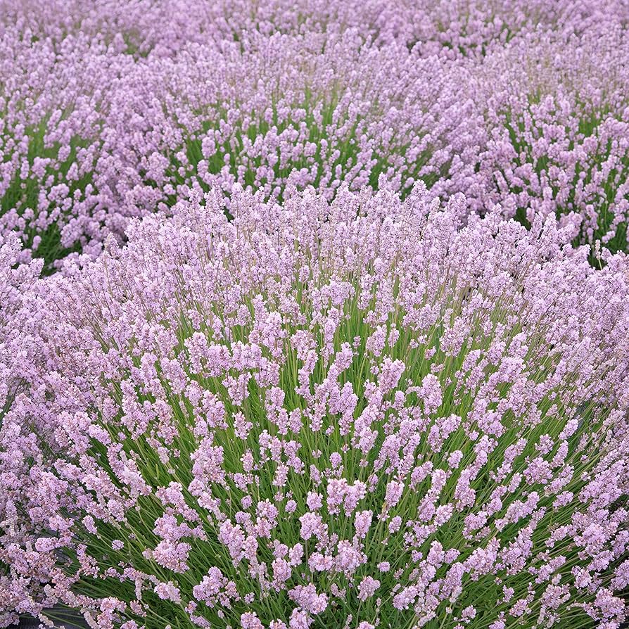 Lavender Rosea Rosa Lavandula Angustifolia