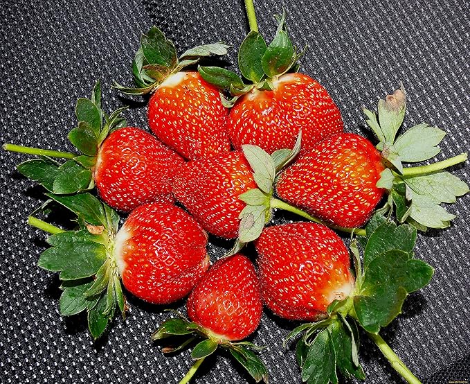 super giant strawberry for extra large sweet