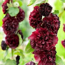 Brown Hollyhock Flower Seeds