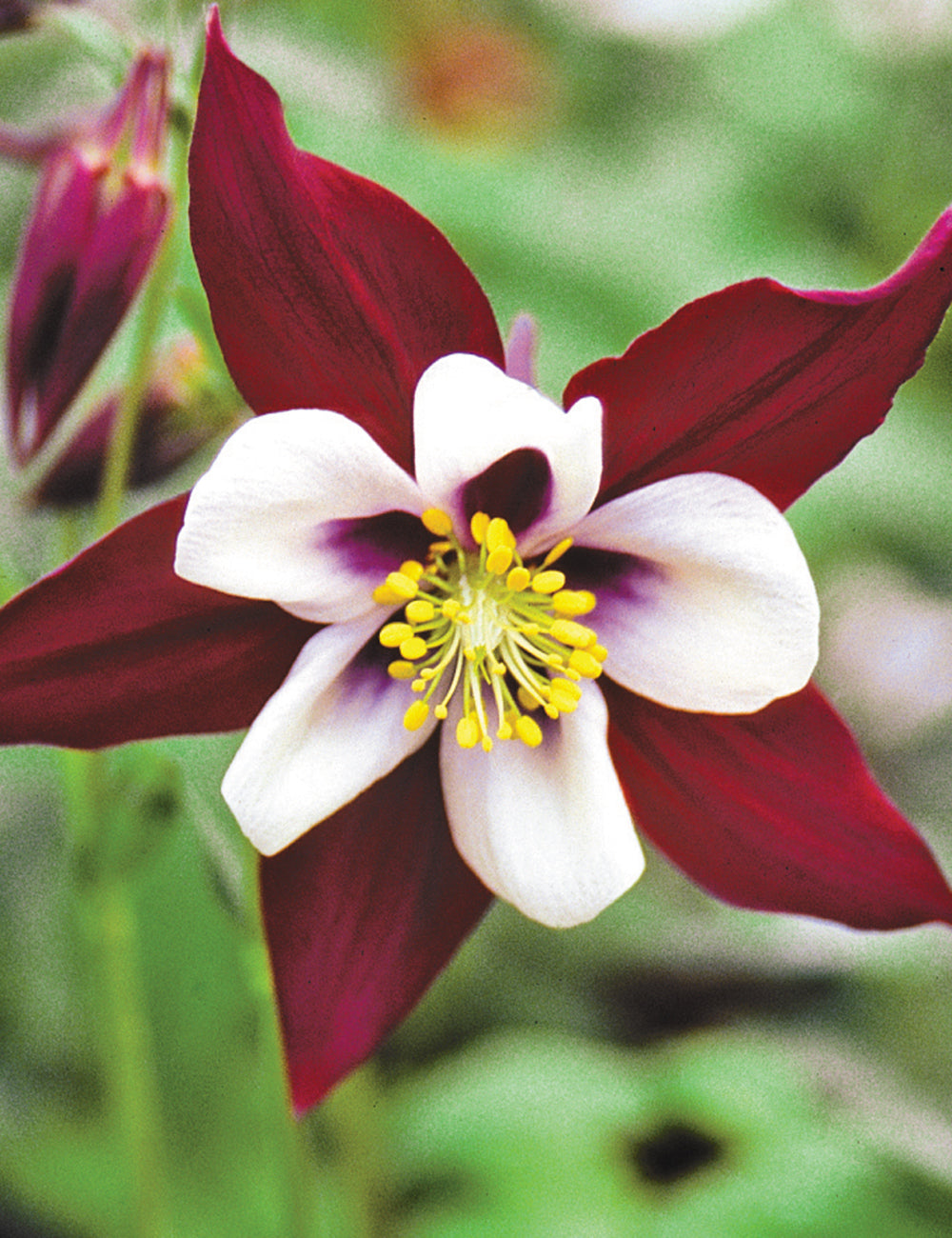 White Brown Aquilegia Flower – Exotic Flowering Plants Seeds - Heirloom Non GMO High Germination Organic Garden
