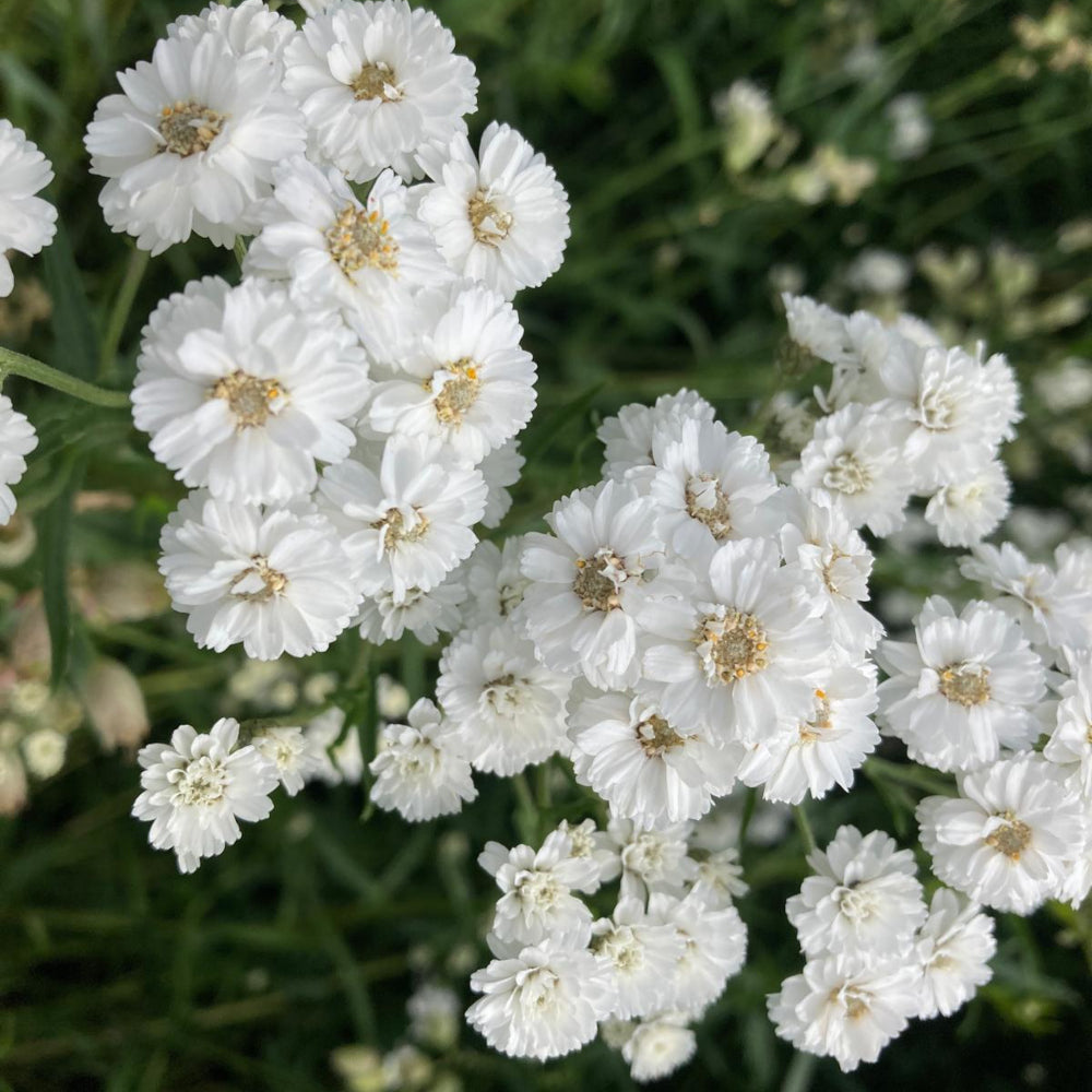 Achillea Ballerina Flower Seeds - Heirloom Non GMO High Germination Garden Planting Seeds