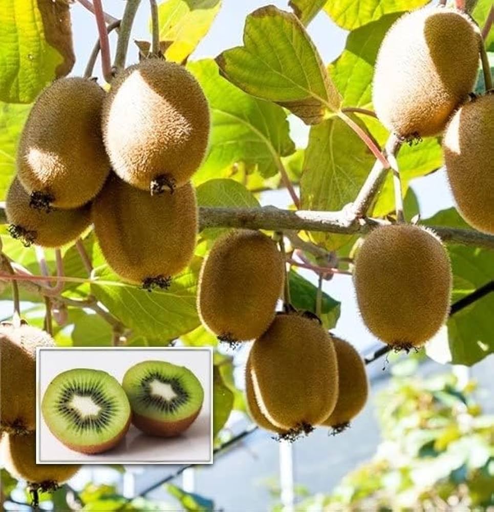 Colorful Actinidia Fruit Bonsai Seeds