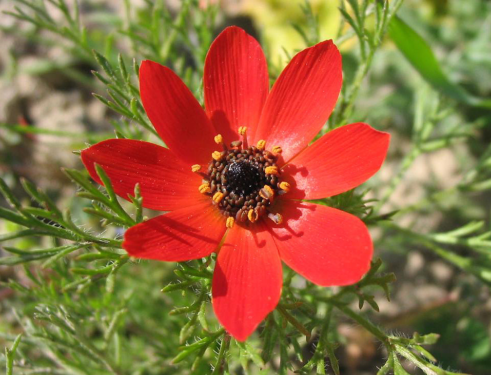 Adonis Flower Seeds - Heirloom Non GMO High Germination Garden Planting Seeds