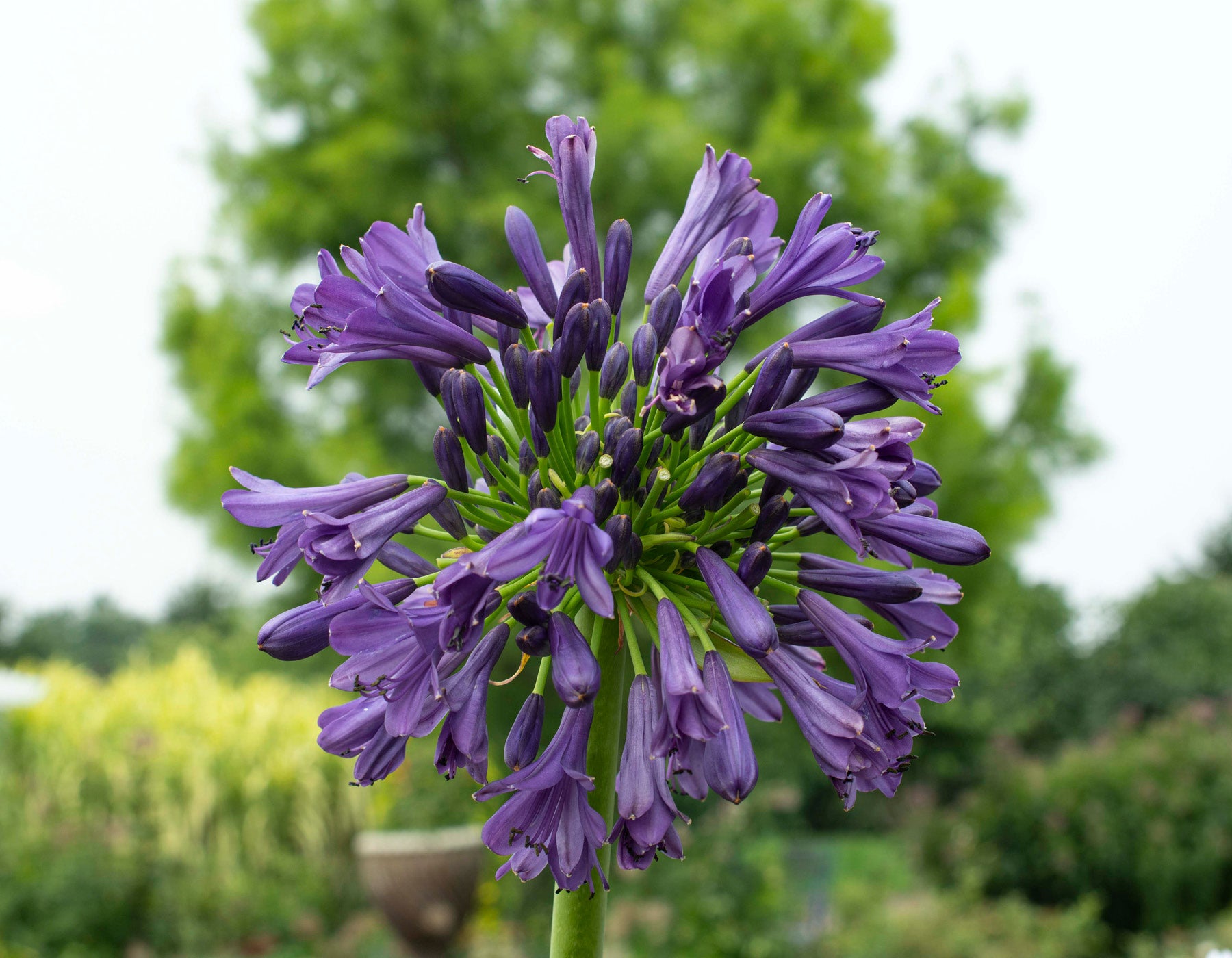 Violet Agapanthus Flower Seeds
