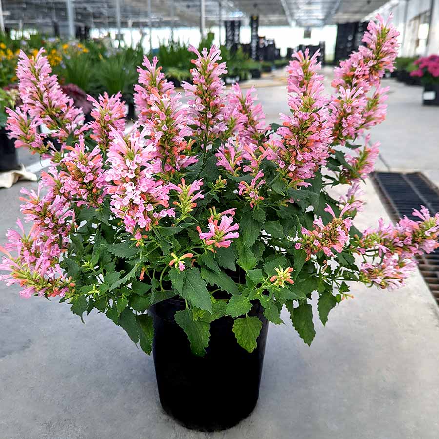Pink Agastaches Seeds