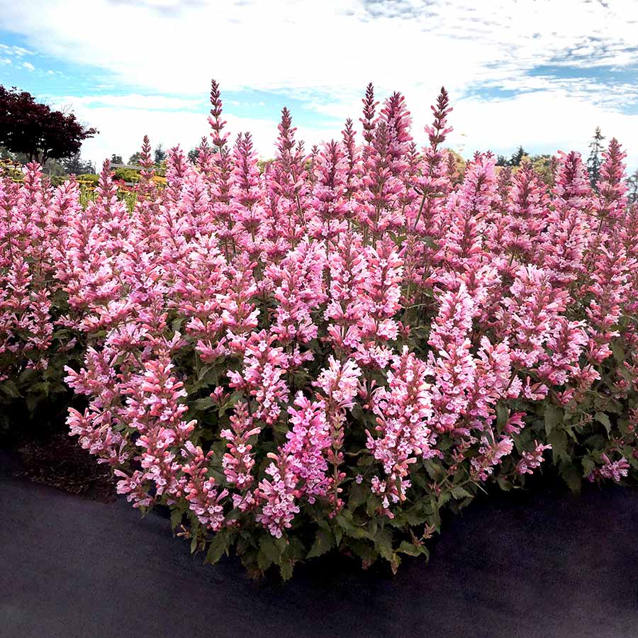 Pink Agastaches Flower Seeds - Heirloom Non GMO High Germination Garden Planting Seeds