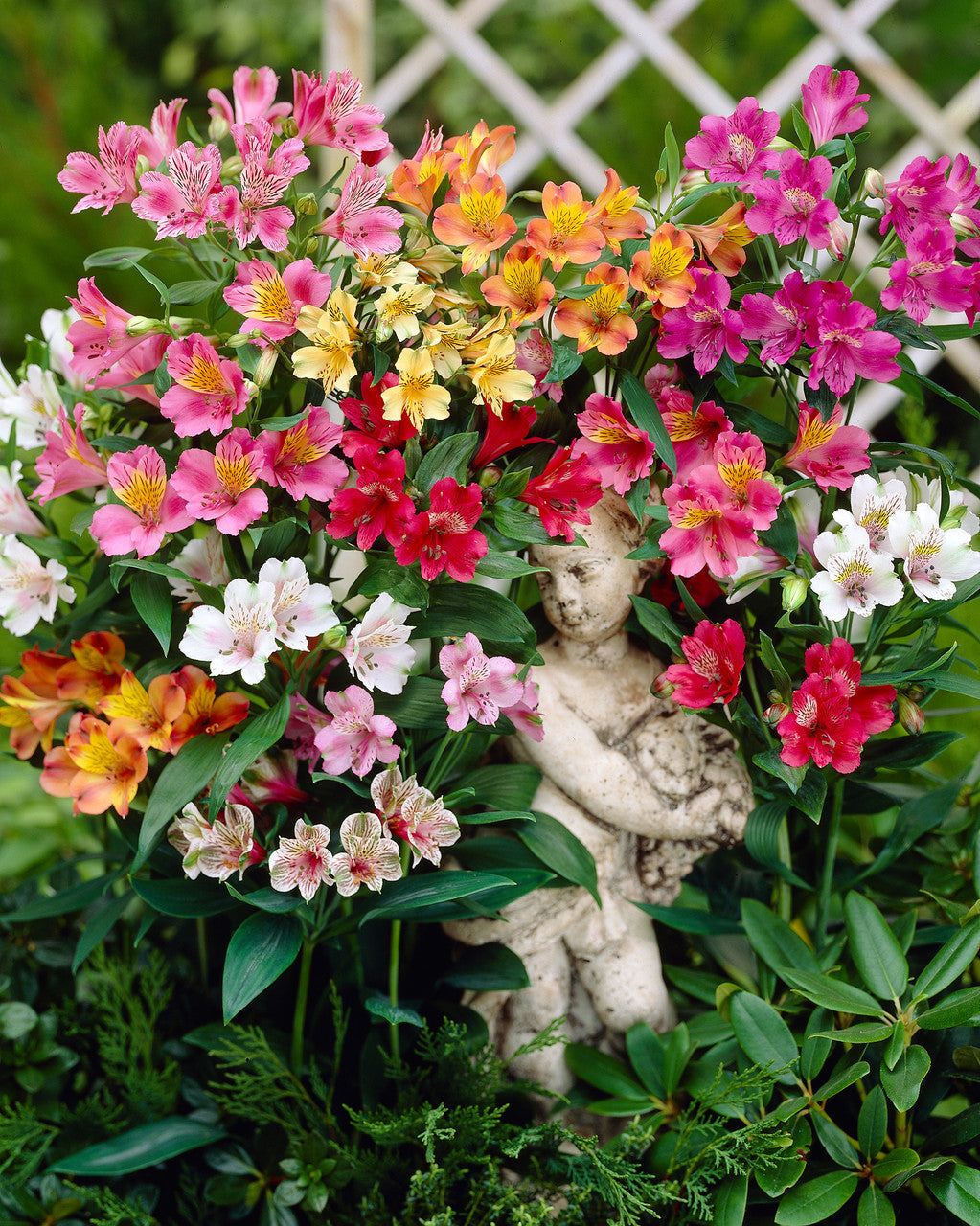 Mixed Alstroemeria Flower Seeds Heirloom, Non - Heirloom, Non GMO, High Germination, Organic Garden Seeds