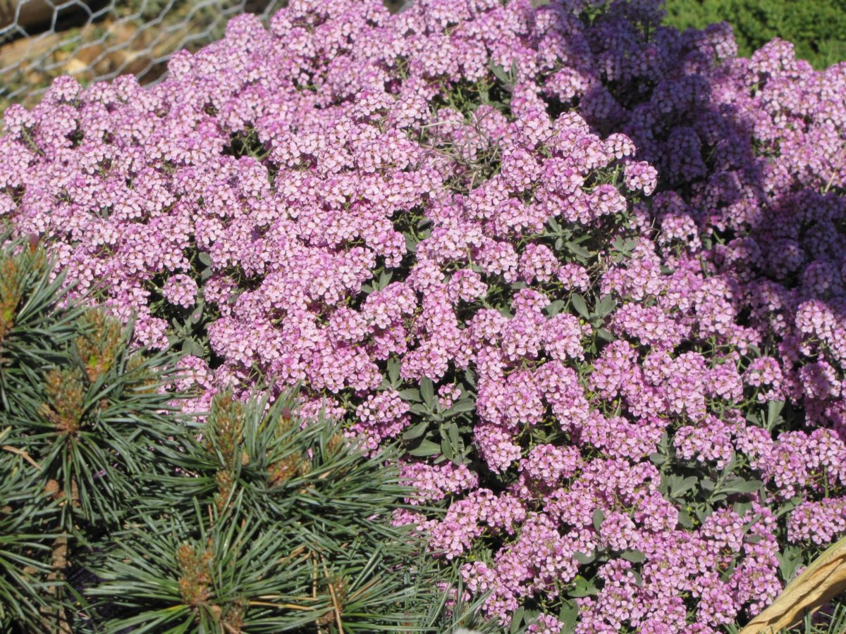 Pink Alyssum Rosie O'day Groundcover Bees Fragrant Flower Seeds - Heirloom Non GMO High Germination Flower Seeds for Hom