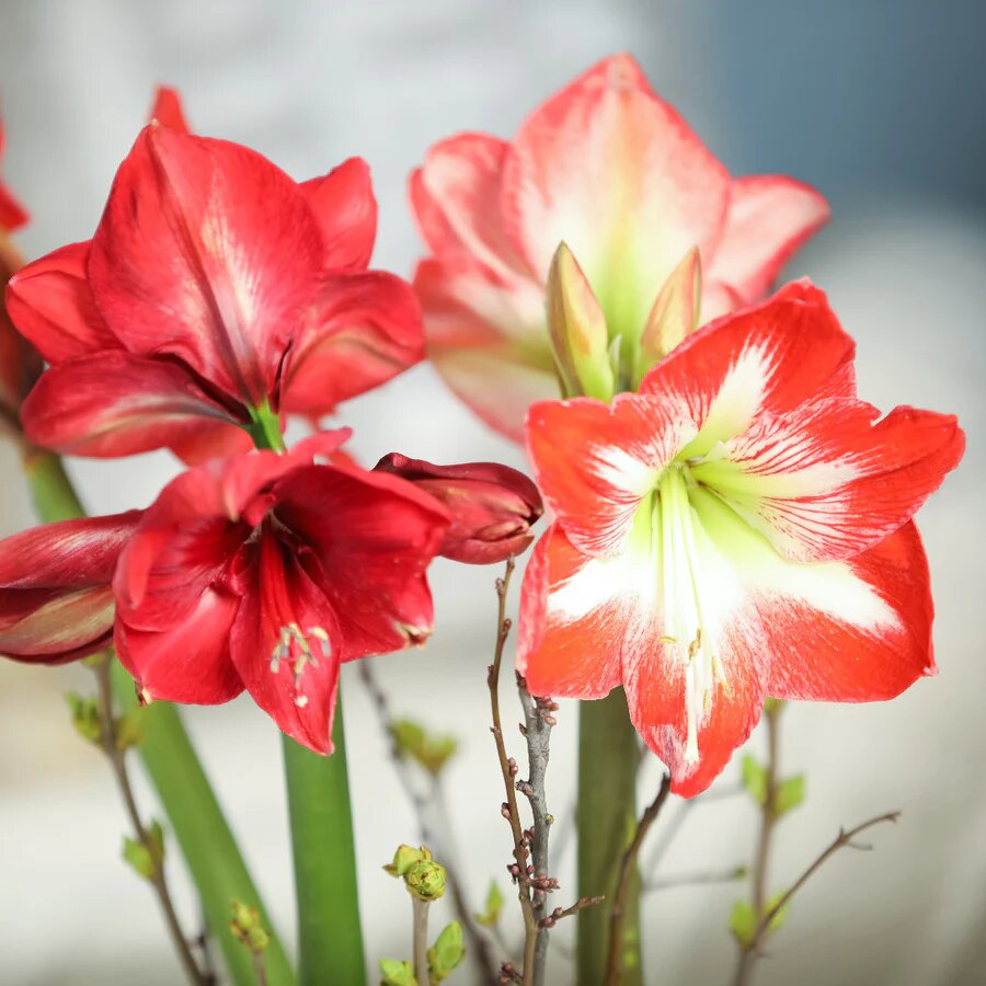 Mixed Amaryllis Flower Seeds - Heirloom Non GMO High Germination Garden Planting Seeds