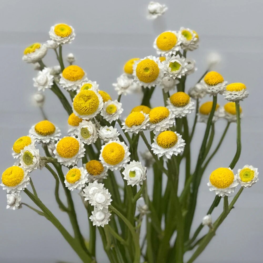 Ammobium Alatum Flower Seeds