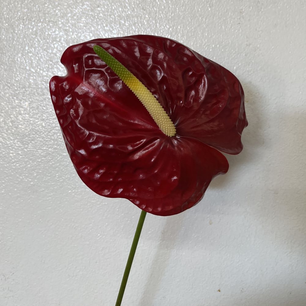 Brown Climbing Hibiscus Flower Seeds - Heirloom Non GMO Premium Garden Seeds for Planting