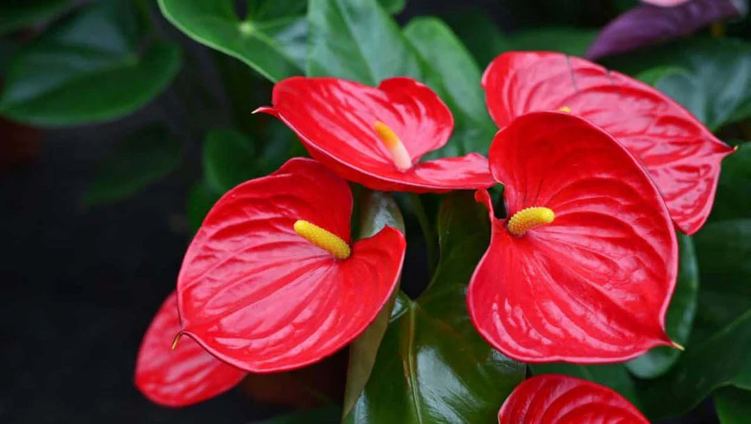Red Anthurium Scherzerianum Flower Seeds – Heirloom, Non-GMO, High Germination Seeds