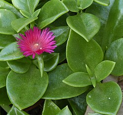Aizoaceae Flower Seeds - Heirloom Non GMO High Germination Garden Planting Seeds