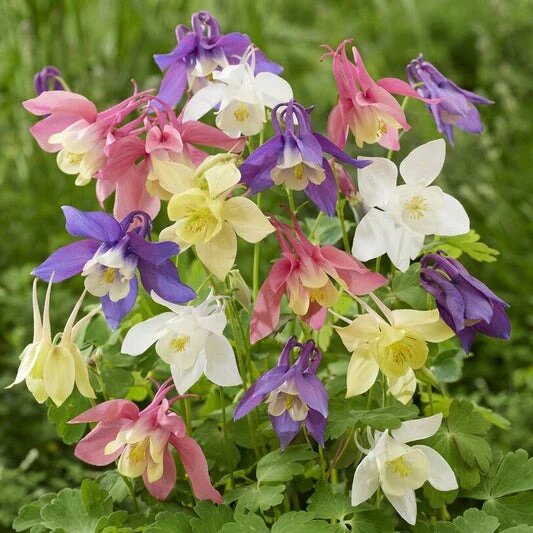 Aquilegia Flower Mixed Seeds