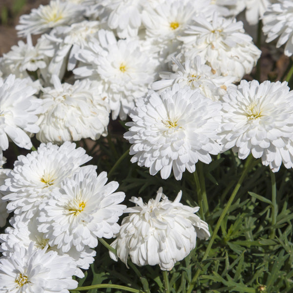 White Double Daisy Flower Seeds - Heirloom Non GMO High Germination Flower Seeds for Home Garden Planting
