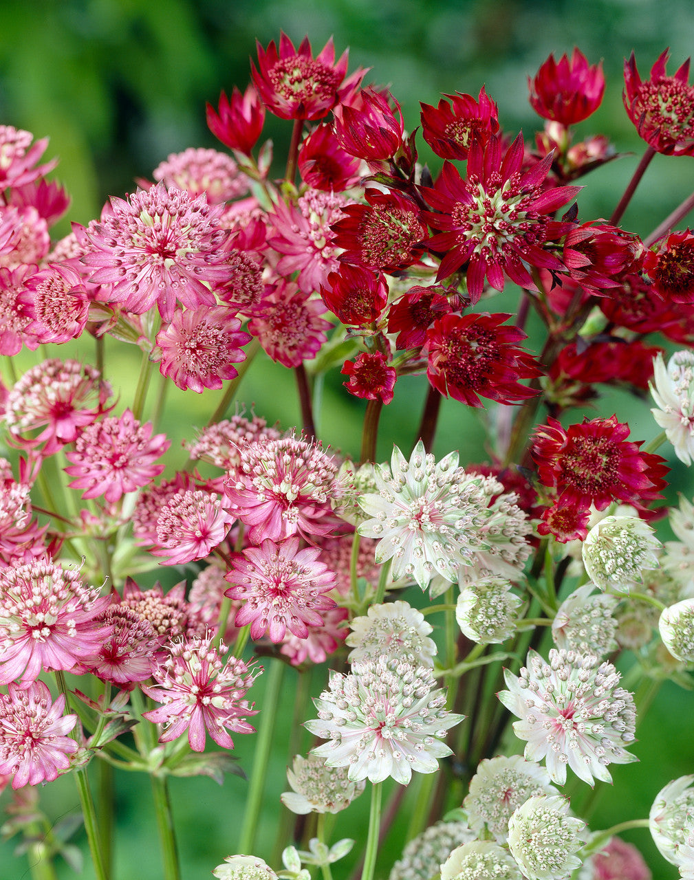 Mixed Astrantia Flower Seeds - Heirloom Non GMO Flower Seeds, Premium High Germination Garden Planting Seeds