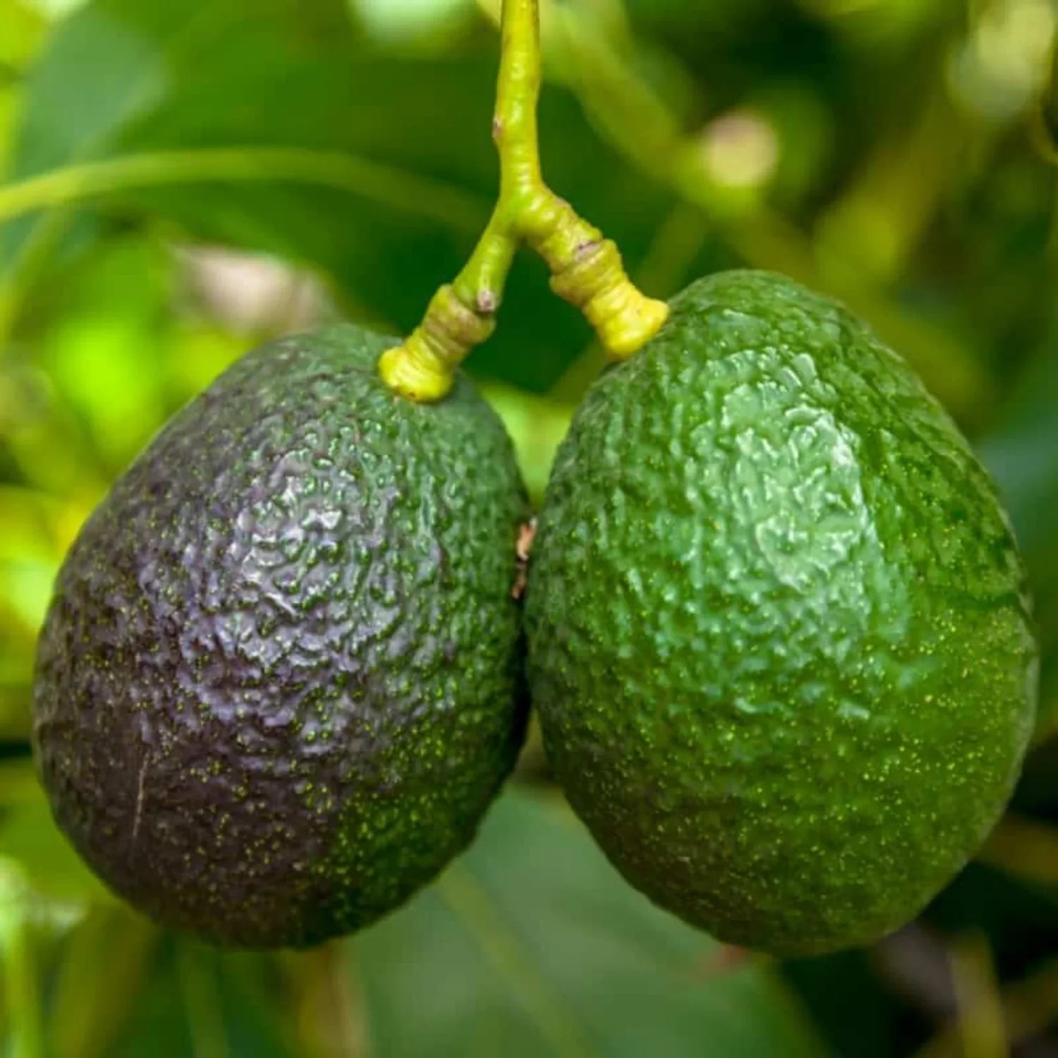 avocado persea americana fruit in garden Seeds