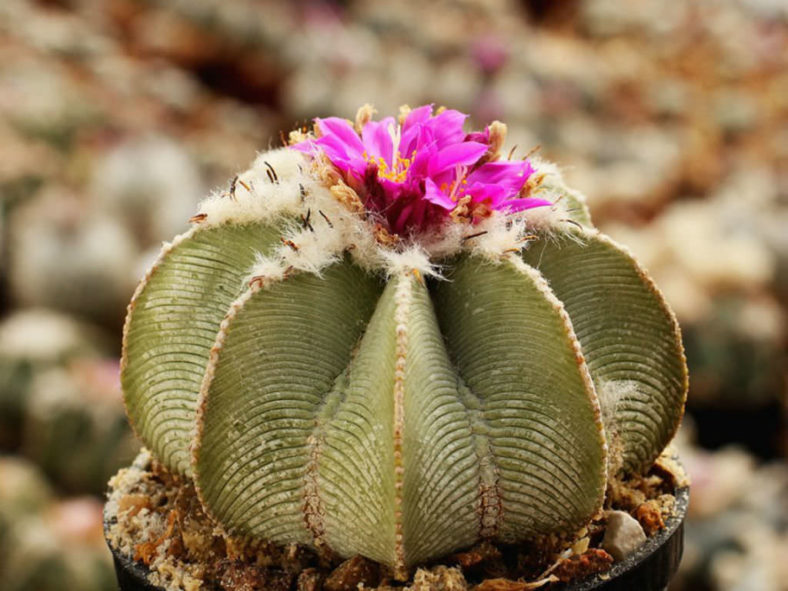Aztekium Hintonii Flower Seeds