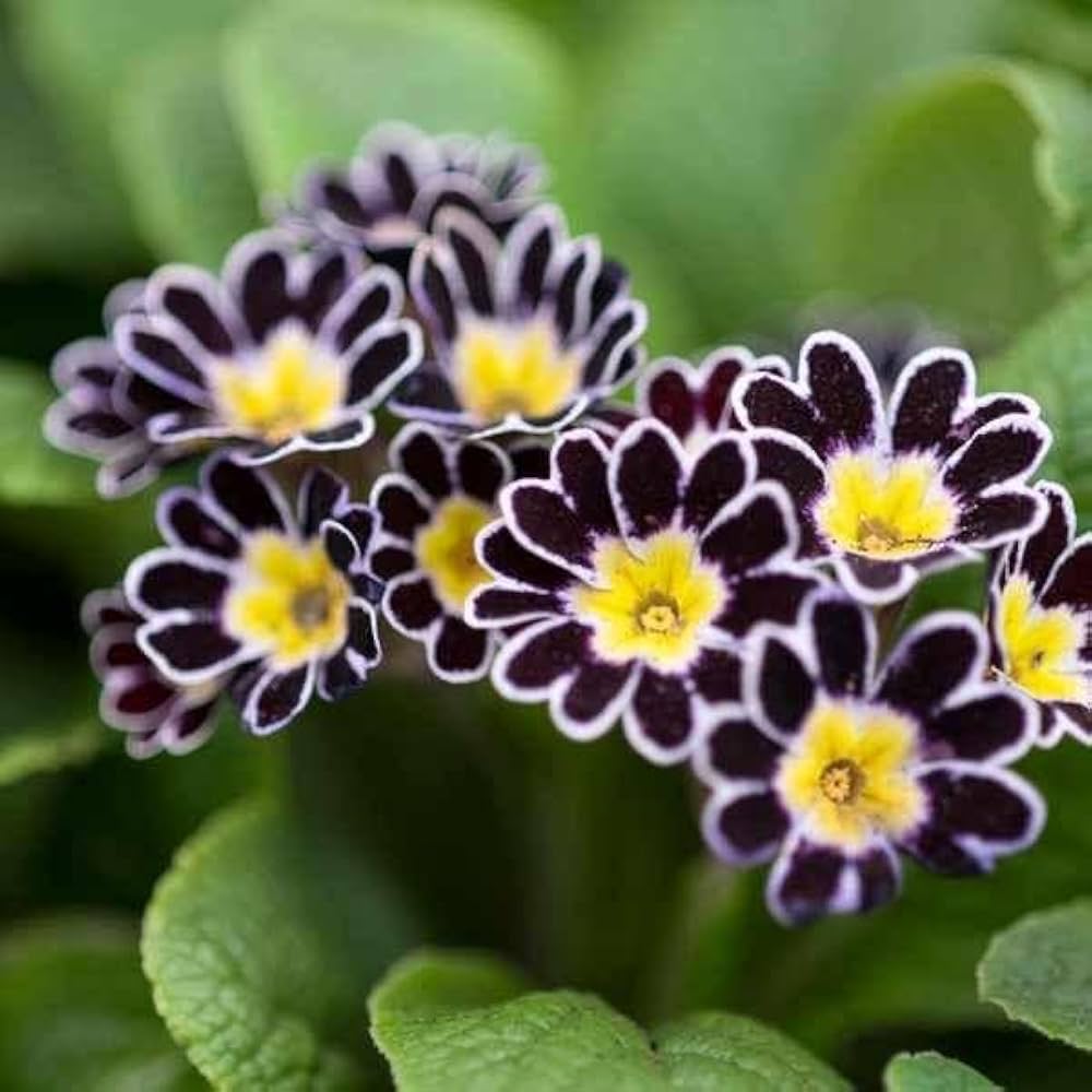 Black Primula Flower Seeds - Heirloom Non GMO High Germination Organic Garden Seeds for