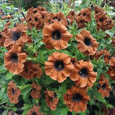 Brown Petunia Flower Seeds