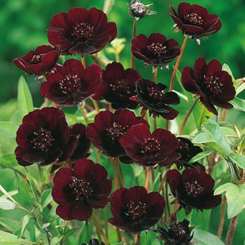Chocolate Cosmos Flower Seeds