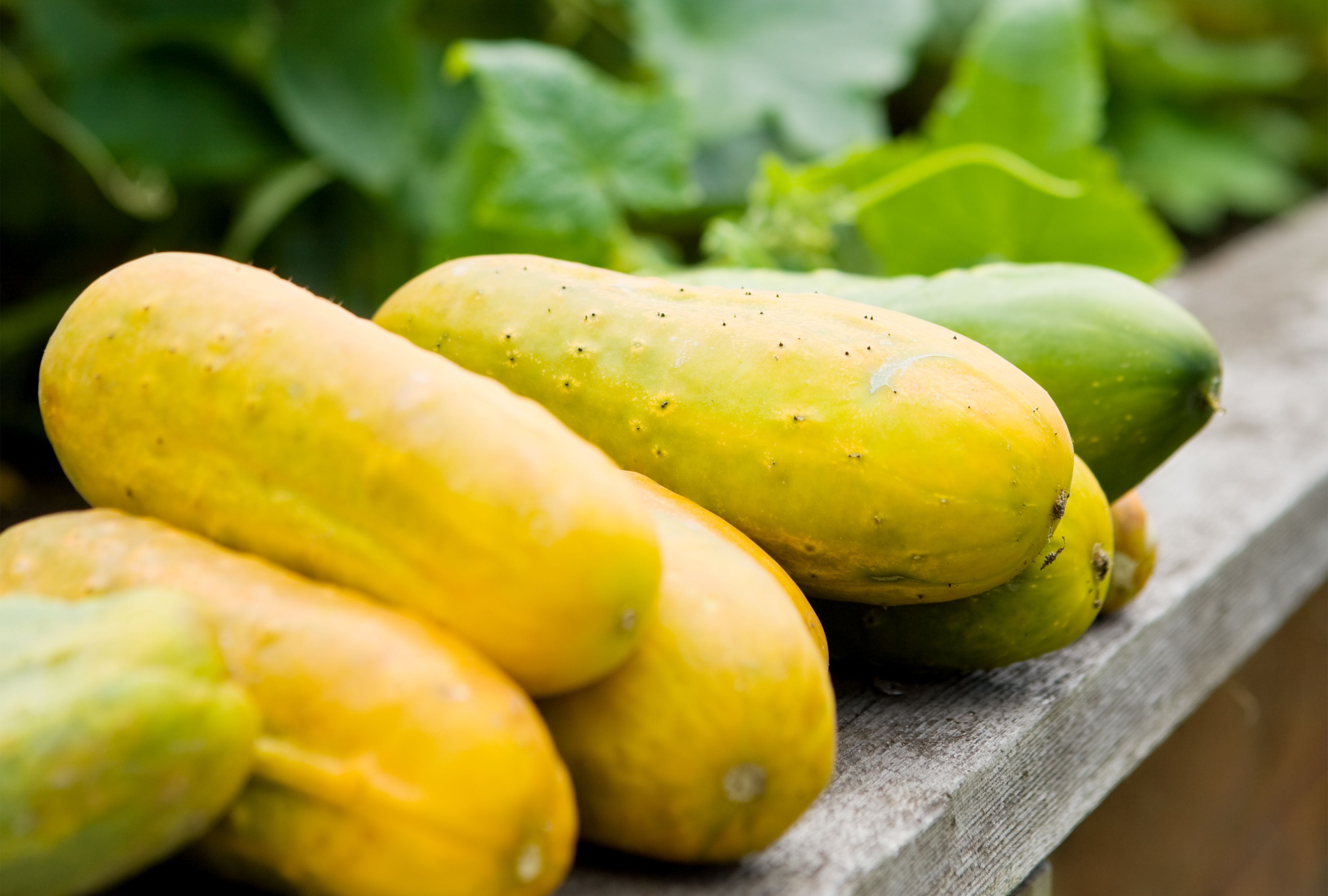 Yellow Cucumber Vegetable Seeds for Home Gardening, Heirloom, Non Heirloom, Non-GMO for Home Garden Planting