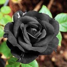 Black Rose Flower Seeds for Planting Heirloom Non-GMO High Germination Organic Garden Seeds Easy Grow Blossoms