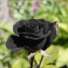Black Rose Flower Seeds for Planting Heirloom Non-GMO High Germination Organic Garden Seeds Easy Grow Blossoms