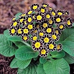 Yellow Black Primrose Flower Seeds for Planting Heirloom Non-GMO High Germination Organic Garden Seeds - Heirloom Non
