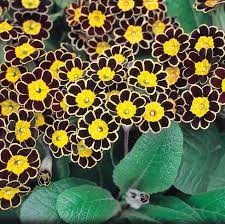 Yellow Black Primrose Flower Seeds for Planting Heirloom Non-GMO High Germination Organic Garden Seeds - Heirloom Non