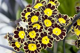 Yellow Black Primrose Flower Seeds