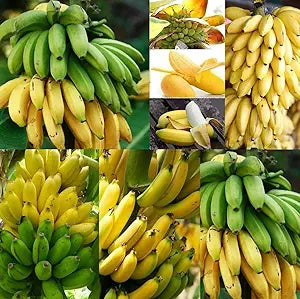 banana musa spp fruit in tropical garden
