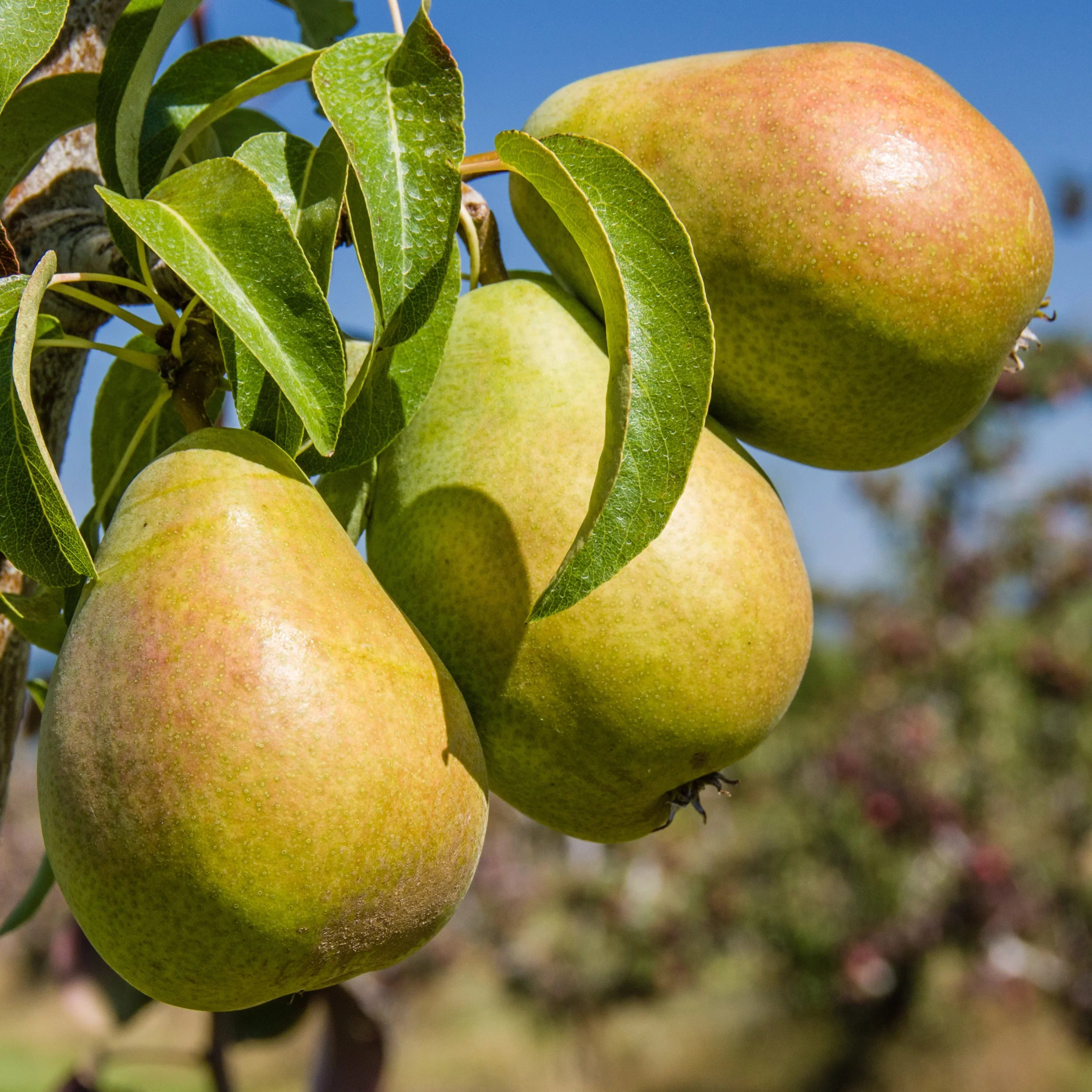 bartlett pear tree pyrus communis orchard edible