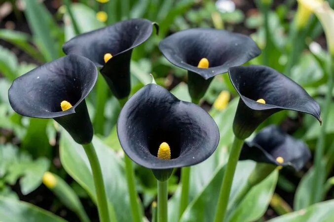 Black Calla Lily Flower Seeds