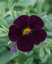 Black Calibrachoa Flower Seeds