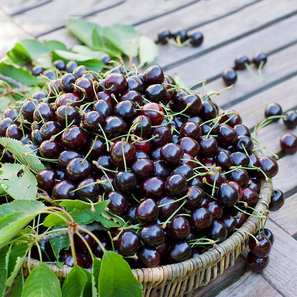 black myrica cerifera fruit unique trees Fruit Seeds