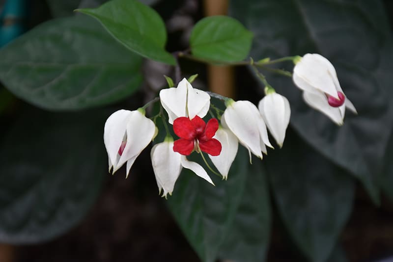 herzrebeblumensamen flower in bed Fruit Seeds