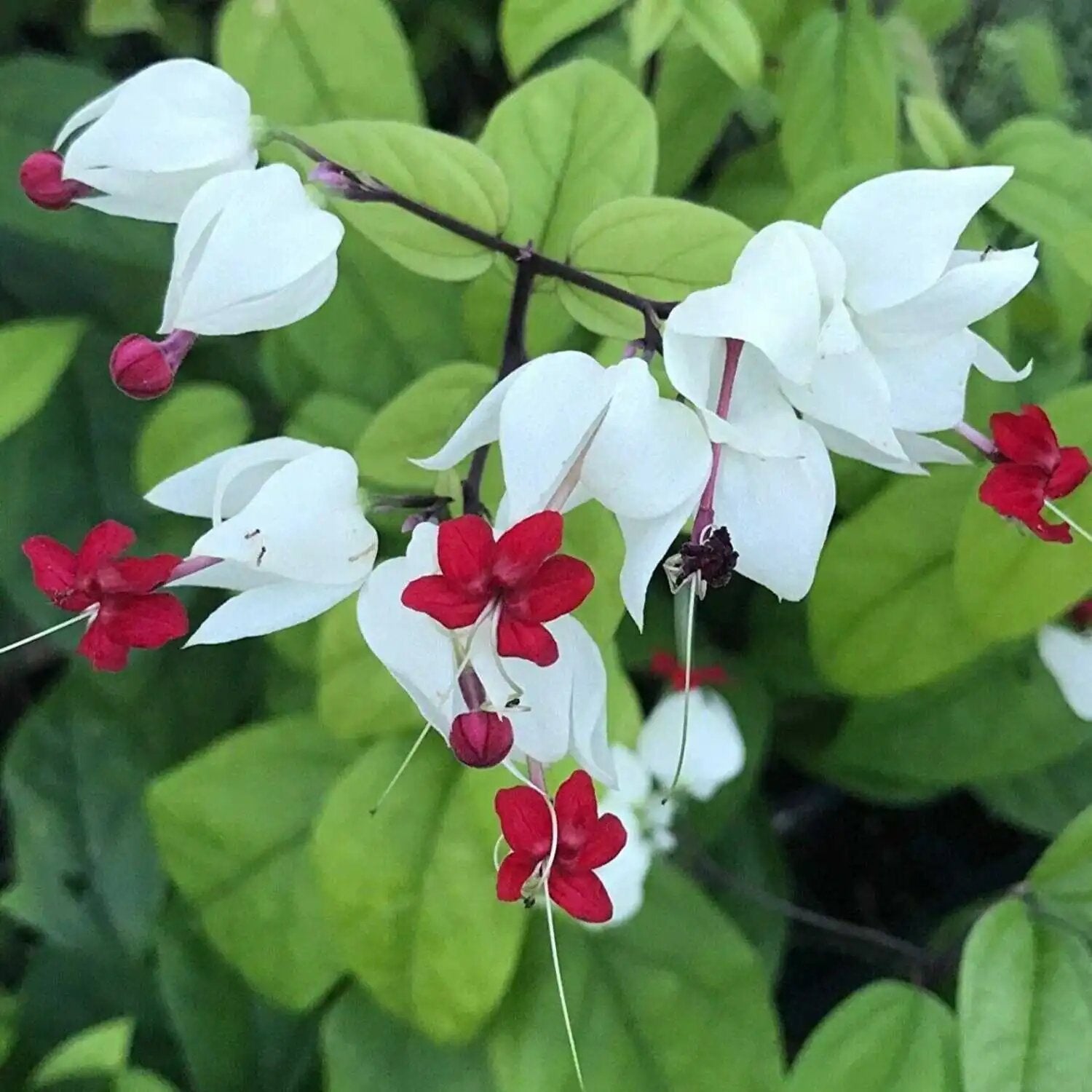 Bletilla Flower Seeds - Heirloom Non GMO Premium Garden Seeds for Planting