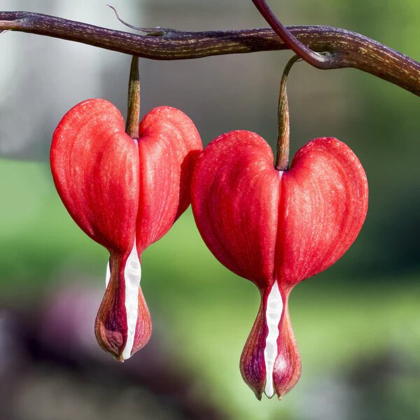 Red Bleeding Heart Flower Seeds
