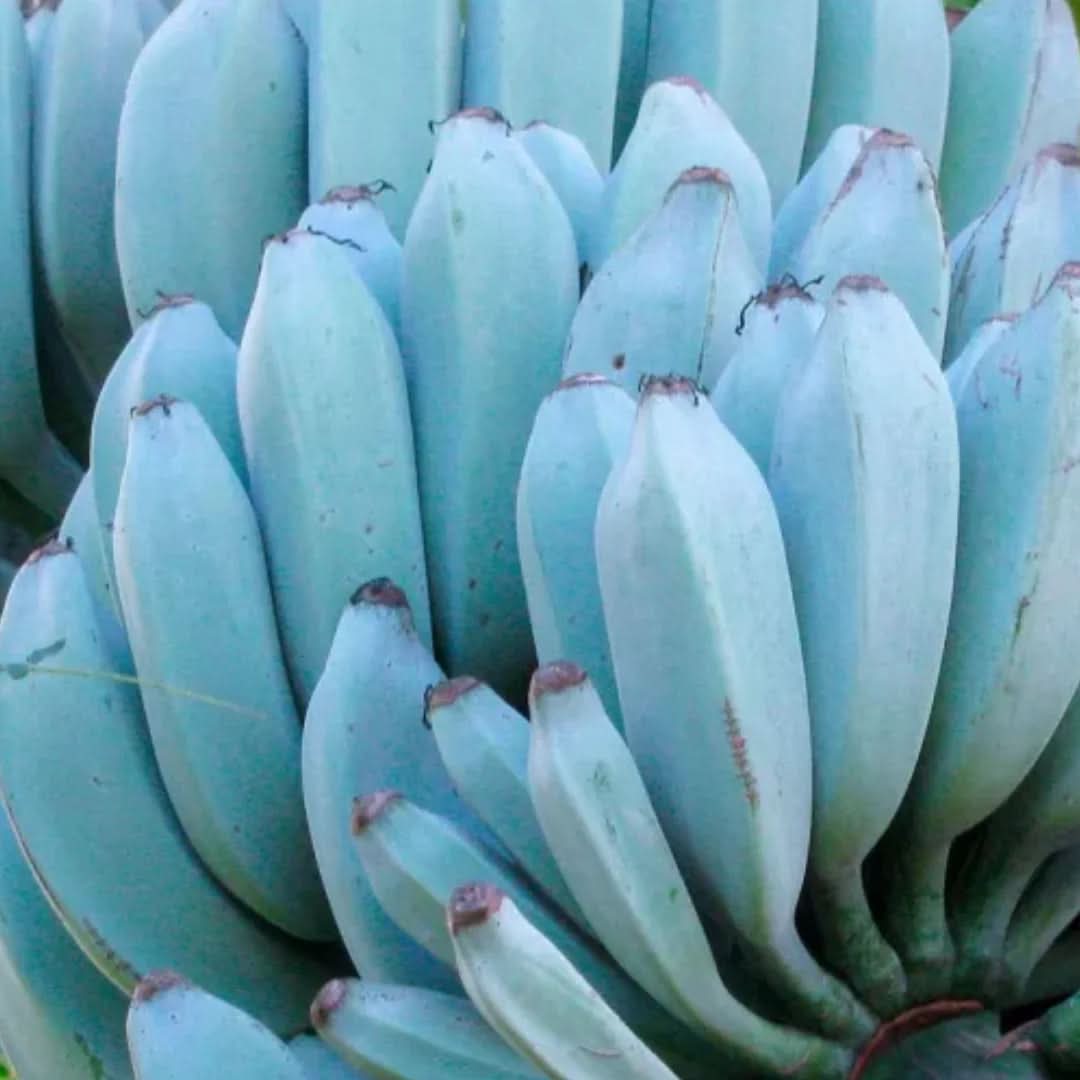 Banana Fruit Sky Blue Variety For Bright Blooms For Landscape Gardening Fruit Seeds