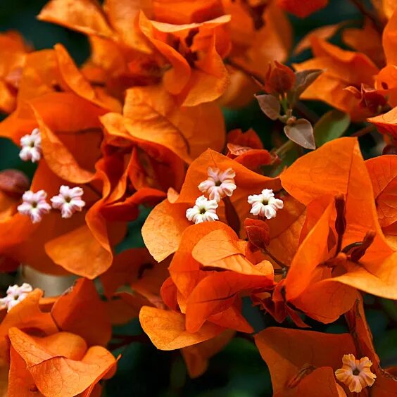 Orange Bougainvillea Flower Seeds