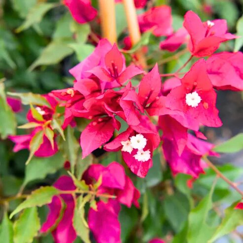 Pink Bougainvillea Flower Seeds