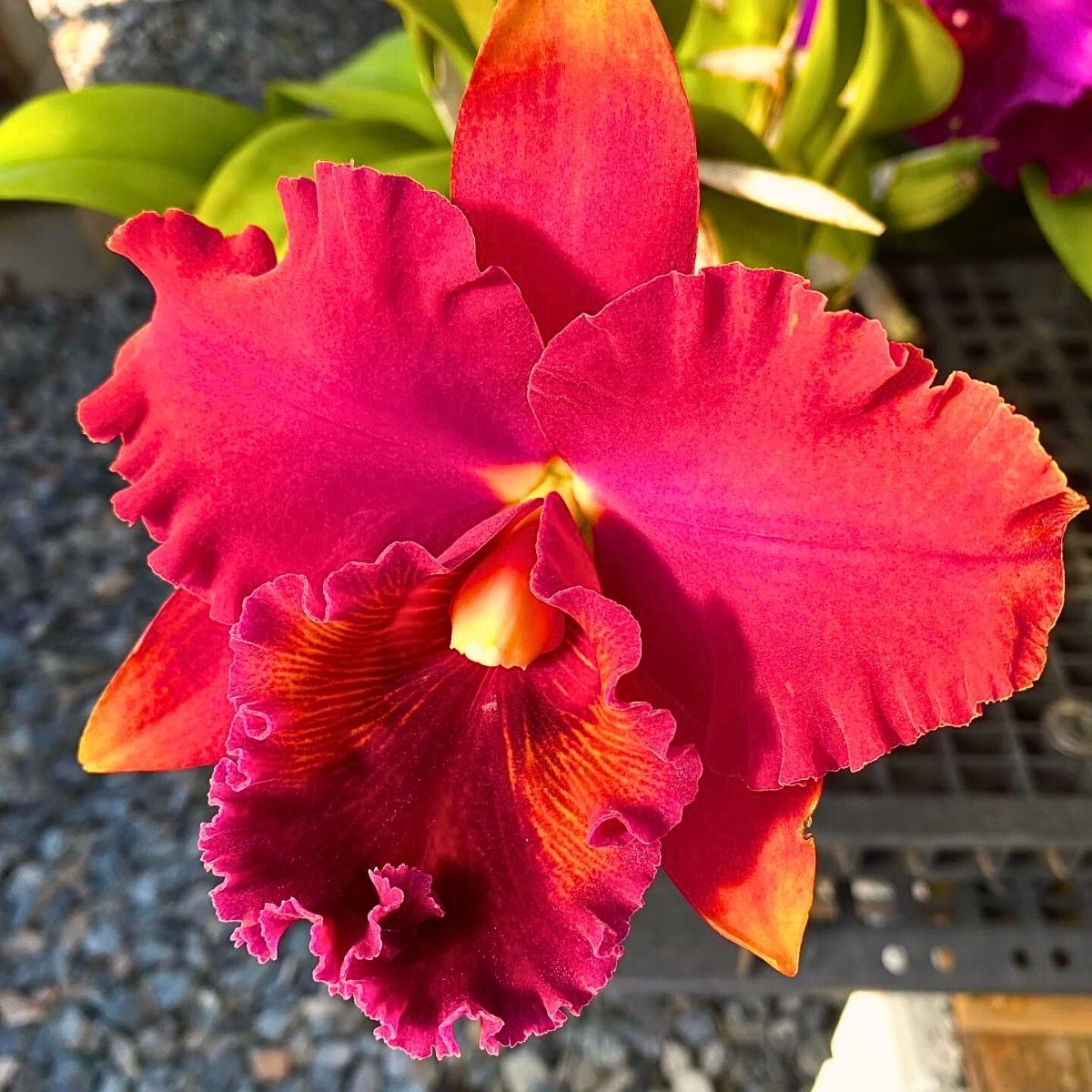 Red Cattleya Orchid Flower Seeds - Heirloom Non GMO High Germination Flower Seeds for Organic Home Garden Planting