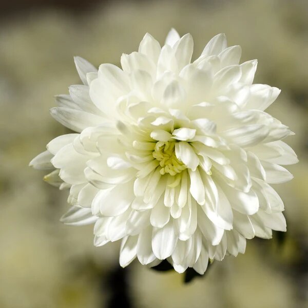Cicely Flower Seeds Easy Grow Blossoms for Pots and Backyard Spaces Colorful - Heirloom Non GMO High Germination Organic