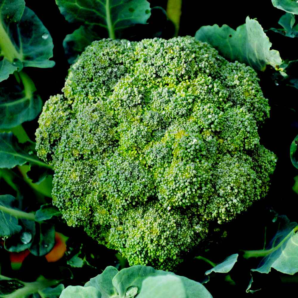 Broccoli Vegetable Seeds Green Vegetable Seeds for Home Gardening, Natural Home Farming Choice Heirloom, Non-GMO for Home Garden Planting