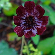 Brown Cosmos Flower Seeds - Heirloom Non GMO High Germination Flower Seeds for Planting