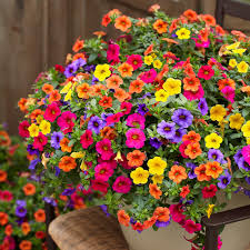 Calibrachoa Flower Seeds Mixed