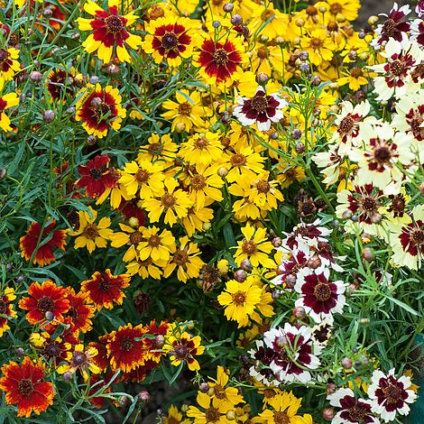 Coreopsis Flower Seeds - Heirloom Non GMO High Germination Premium Garden Seeds for Planting