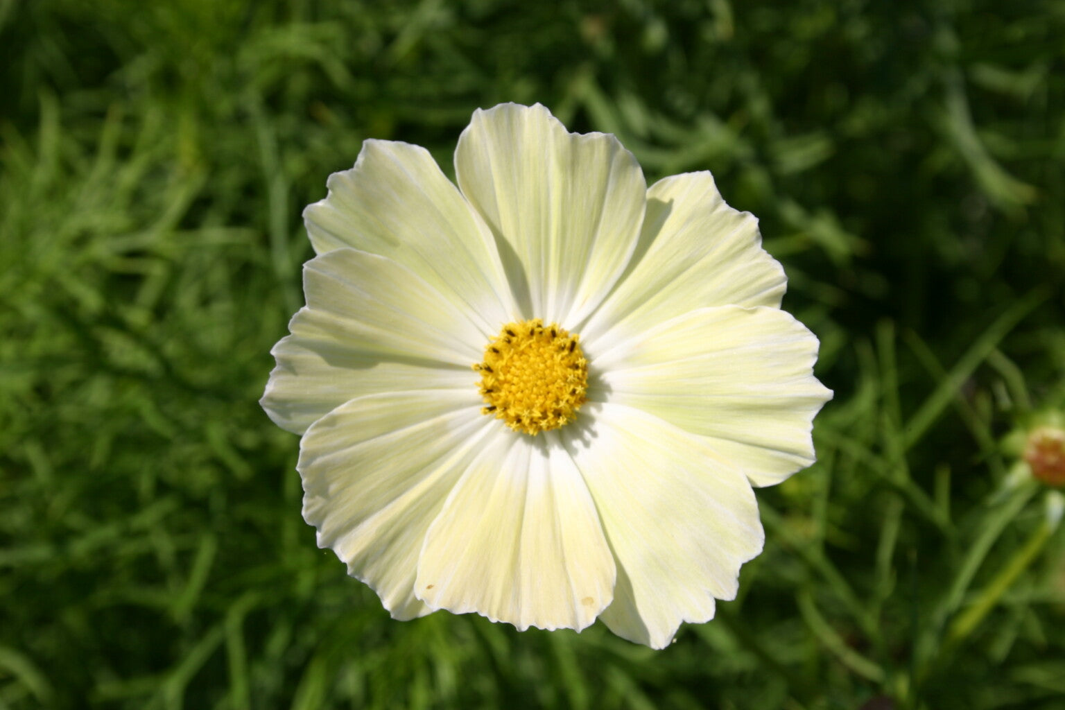 Pale Yellow Cosmos Flower Seeds - Heirloom Non GMO Premium Garden Seeds for Planting, High Germination Outdoor Plants